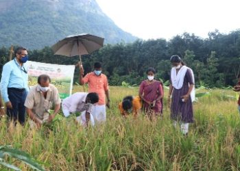 വികസനപദ്ധതികരനെല്‍ കൃഷി വിളവെടുപ്പ് ഉദ്ഘാടനം നടത്തി