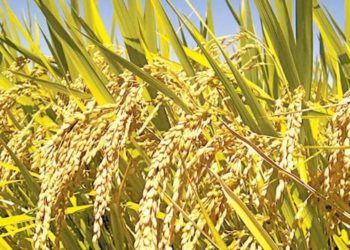 ജില്ലയില്‍ നെല്ലുസംഭരണം ഊര്‍ജിതം:  17,000 മെട്രിക് ടണ്‍ സംഭരിച്ചു