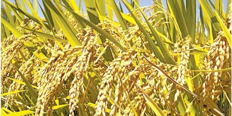 ജില്ലയില്‍ നെല്ലുസംഭരണം ഊര്‍ജിതം:  17,000 മെട്രിക് ടണ്‍ സംഭരിച്ചു