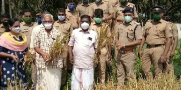 ജില്ല ജയിലിൽ കൊയ്ത്ത് ഉത്സവം