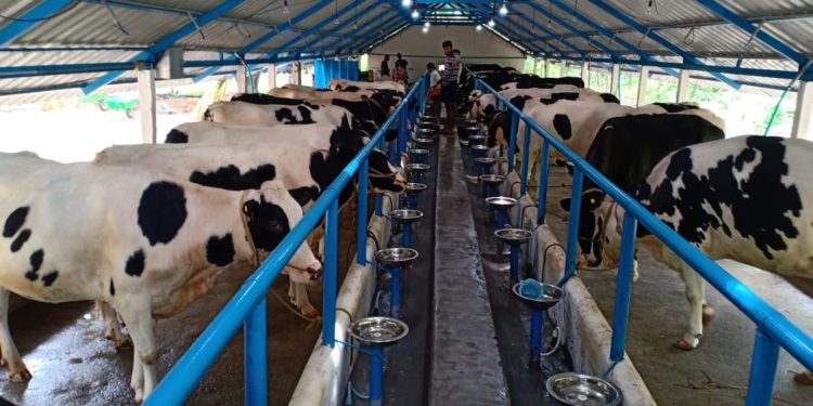 ക്ഷീര മേഖലയിലെ വിവിധ പദ്ധതികളുടെ ഉദ്ഘാടനം നാളെ