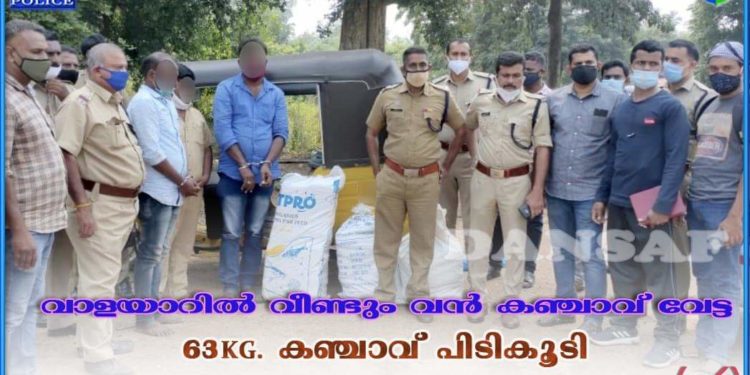 വാളയാറിൽ വീണ്ടും വൻ കഞ്ചാവ് വേട്ട;