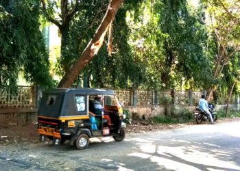 അപകടകരമായി പൊട്ടിവീഴാറായ മരംമുറിച്ചു മാറ്റണം.