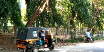 അപകടകരമായി പൊട്ടിവീഴാറായ മരംമുറിച്ചു മാറ്റണം.