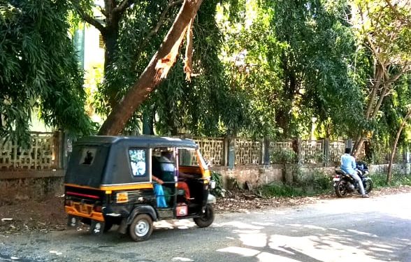 അപകടകരമായി പൊട്ടിവീഴാറായ മരംമുറിച്ചു മാറ്റണം.