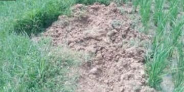 ലക്കിടിയിൽ പന്നിശല്യം; രണ്ടേക്കർ കൃഷി നശിപ്പിച്ചു