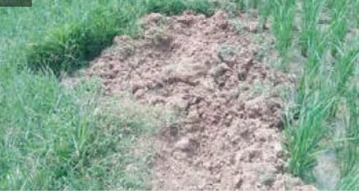 ലക്കിടിയിൽ പന്നിശല്യം; രണ്ടേക്കർ കൃഷി നശിപ്പിച്ചു