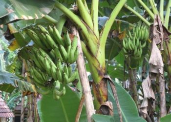 നേന്ത്രക്കായ വിലയിടിഞ്ഞു; കർഷകർ കണ്ണീരിൽ