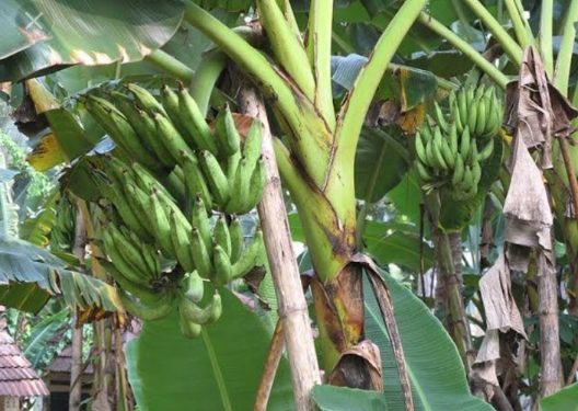 നേന്ത്രക്കായ വിലയിടിഞ്ഞു; കർഷകർ കണ്ണീരിൽ