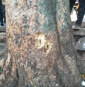 തണൽ മരം നശിപ്പിക്കാനുള്ള ശ്രമംസാമൂഹ്യ ദ്രോഹികൾക്കെതിരെനടപടി വേണം: ബിജെപി