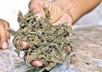 വിളവെടുപ്പ്: കഞ്ചാവ് നാട്ടിൽ സുലഭം