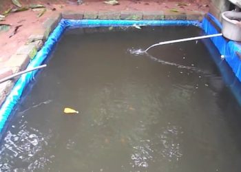 പ്രാ​ദേ​ശി​ക മ​ത്സ്യം വ​ള​ർ​ത്ത​ലി​ന്​ പ്രി​യ​മേ​റു​ന്നു