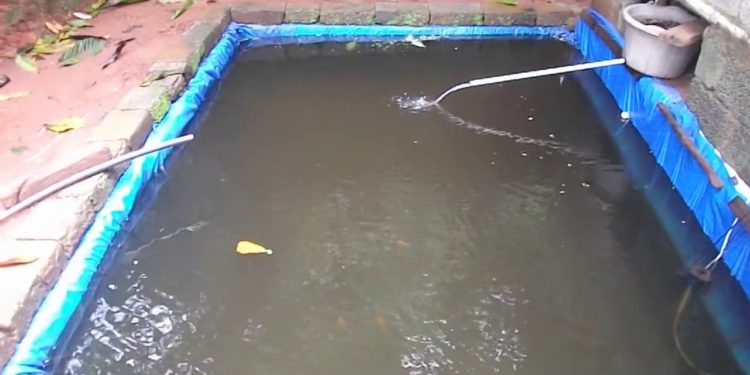 പ്രാ​ദേ​ശി​ക മ​ത്സ്യം വ​ള​ർ​ത്ത​ലി​ന്​ പ്രി​യ​മേ​റു​ന്നു