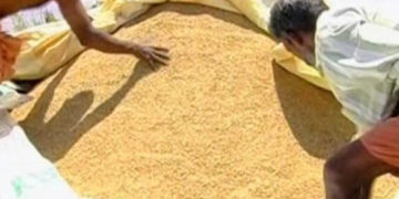 നെല്ലിന്റെ തുക ലഭിച്ചില്ല​ കർഷകർ ദുരിതത്തിൽ