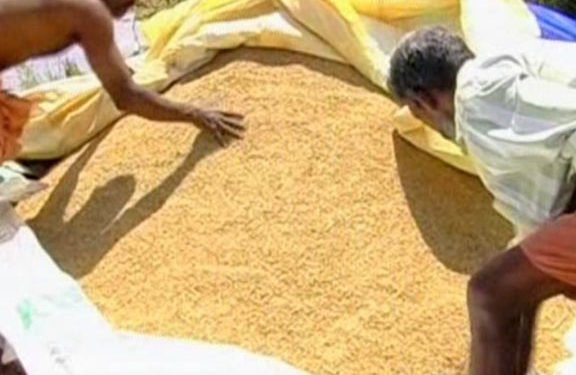 നെല്ലിന്റെ തുക ലഭിച്ചില്ല​ കർഷകർ ദുരിതത്തിൽ