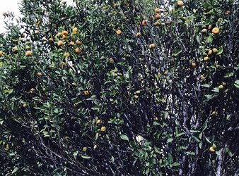 ഓ​റ​ഞ്ച് സീ​സ​ണ്‍ ക​ഴി​ഞ്ഞ​തോ​ടെ ഇ​നി നെ​ല്ലി​യാ​ന്പ​തി​യി​ൽ പ​ച്ച​ക്ക​റി കൃ​ഷി