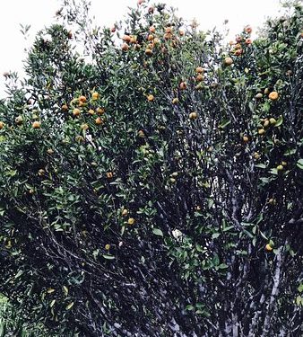 ഓ​റ​ഞ്ച് സീ​സ​ണ്‍ ക​ഴി​ഞ്ഞ​തോ​ടെ ഇ​നി നെ​ല്ലി​യാ​ന്പ​തി​യി​ൽ പ​ച്ച​ക്ക​റി കൃ​ഷി