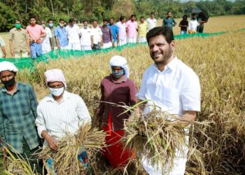 നെല്ല് കൊയ്ത് പ്രതിഷേധിച്ച് വി.കെ.ശ്രീകണ്ഠൻ എം.പി