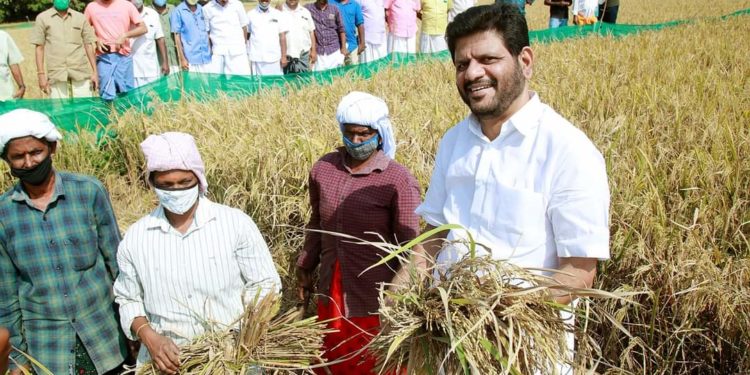 നെല്ല് കൊയ്ത് പ്രതിഷേധിച്ച് വി.കെ.ശ്രീകണ്ഠൻ എം.പി