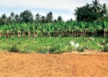 ഏ​ത്ത​ക്കാ​യ​ക്ക് വി​ല​യി​ടി​വ്​; ആ​യി​രം വാ​ഴ നശിപ്പിച്ച്​ ക​ർ​ഷ​കൻ