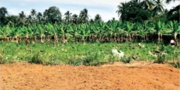ഏ​ത്ത​ക്കാ​യ​ക്ക് വി​ല​യി​ടി​വ്​; ആ​യി​രം വാ​ഴ നശിപ്പിച്ച്​ ക​ർ​ഷ​കൻ