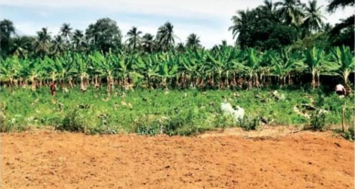 ഏ​ത്ത​ക്കാ​യ​ക്ക് വി​ല​യി​ടി​വ്​; ആ​യി​രം വാ​ഴ നശിപ്പിച്ച്​ ക​ർ​ഷ​കൻ