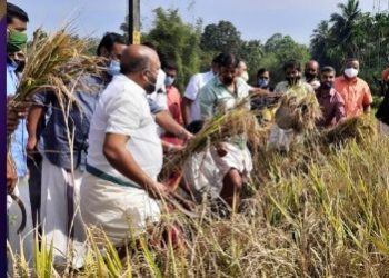 മീറ്റ്ന പാടശേഖര സമിതിയിൽ  കൊയ്ത്തുത്സവം