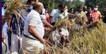 മീറ്റ്ന പാടശേഖര സമിതിയിൽ  കൊയ്ത്തുത്സവം