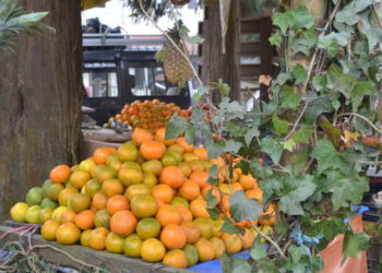 നെല്ലിയാമ്പതി ഓറഞ്ച് ഫാമിലെ ശീതകാല പച്ചക്കറി കൃഷി