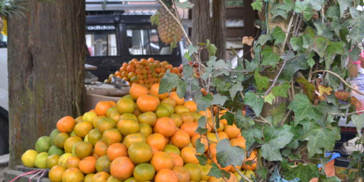 നെല്ലിയാമ്പതി ഓറഞ്ച് ഫാമിലെ ശീതകാല പച്ചക്കറി കൃഷി