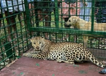 മൈലാമ്പാടം വനംവകുപ്പ് സ്ഥാപിച്ച കെണിയിൽ പുലി കുടുങ്ങി.