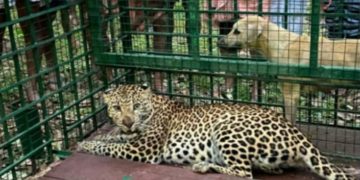 മൈലാമ്പാടം വനംവകുപ്പ് സ്ഥാപിച്ച കെണിയിൽ പുലി കുടുങ്ങി.