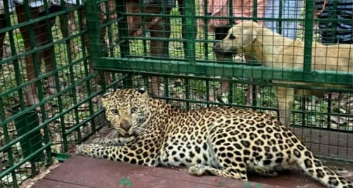 മൈലാമ്പാടം വനംവകുപ്പ് സ്ഥാപിച്ച കെണിയിൽ പുലി കുടുങ്ങി.