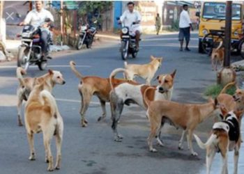 തെരുവുനായ് ശല്യത്തിൽ വലഞ്ഞ്​ ജനം