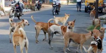 തെരുവുനായ് ശല്യത്തിൽ വലഞ്ഞ്​ ജനം