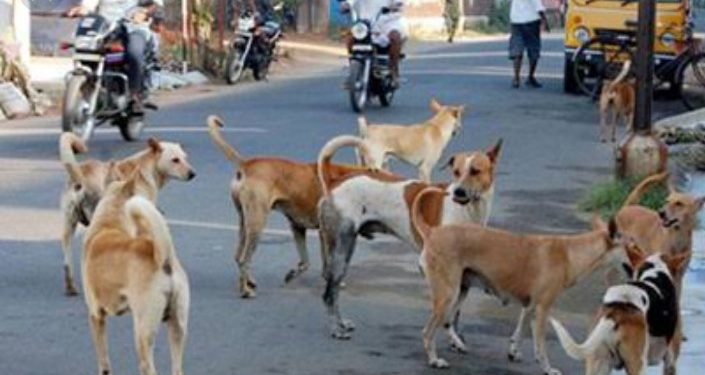 തെരുവുനായ് ശല്യത്തിൽ വലഞ്ഞ് ജനം