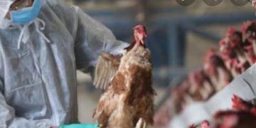 പക്ഷിപ്പനി: അതിർത്തിയിൽ ജാഗ്രത
