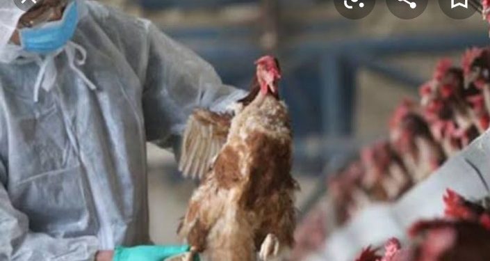 പക്ഷിപ്പനി: അതിർത്തിയിൽ ജാഗ്രത