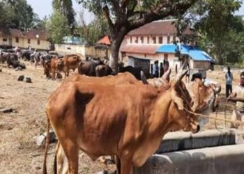 കുഴൽമന്ദം കാലിച്ചന്ത പ്രവർത്തനമാരംഭിച്ചു