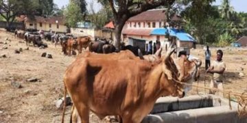 കുഴൽമന്ദം കാലിച്ചന്ത പ്രവർത്തനമാരംഭിച്ചു