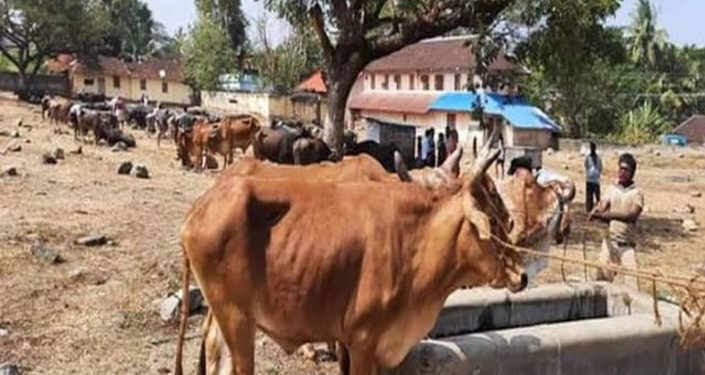 കുഴൽമന്ദം കാലിച്ചന്ത പ്രവർത്തനമാരംഭിച്ചു