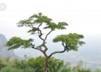 നെ​ല്ലി​യാ​മ്പതിയിലേക്ക്  സ​ഞ്ചാ​രി​ക​ളു​ടെ വൻ തിരക്ക്