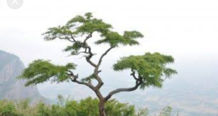 നെല്ലിയാമ്പതിയിലേക്ക് സഞ്ചാരികളുടെ വൻ തിരക്ക്