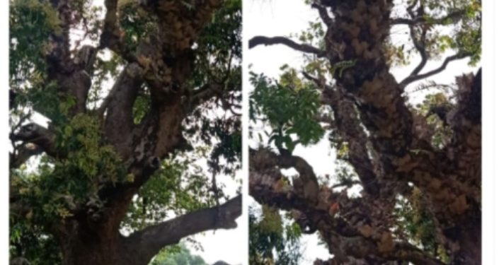 കോട്ടയ്ക്കകത്തെ തണൽമരങ്ങളെ നാശത്തിൽ നിന്ന് രക്ഷിക്കുക ഏകതാ പരിഷത്ത്