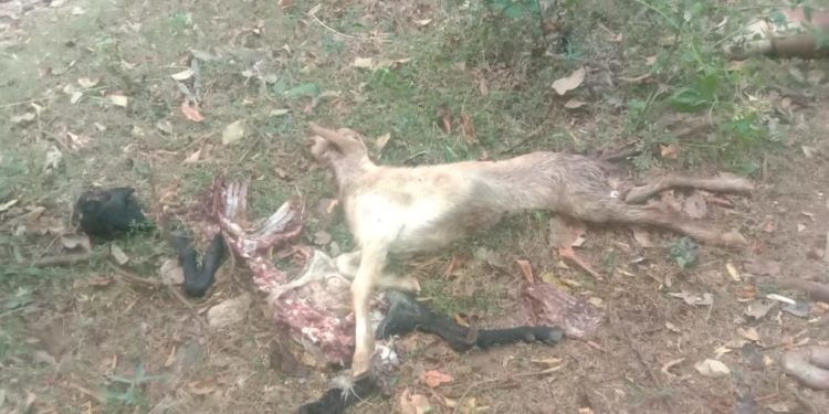 ചെന്നായ കൂട്ടം ആടുകളെ കടിച്ചു കൊന്നു.