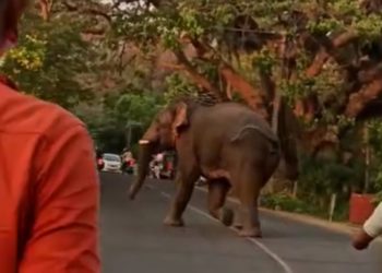 മലമ്പുഴ  ഉദ്യാനത്തിനു സമീപം കാട്ടാന