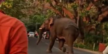 മലമ്പുഴ  ഉദ്യാനത്തിനു സമീപം കാട്ടാന