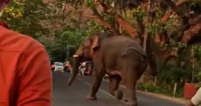 മലമ്പുഴ  ഉദ്യാനത്തിനു സമീപം കാട്ടാന