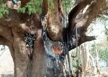 ക്ഷേത്രത്തോട് ചേർന്ന പുളിമരം കത്തി’ തീയണക്കാൻ ഫയർഫോഴ്സൊ ഫോറസ്റ്റൊ തയ്യാറായില്ലെന്ന് പരാതി