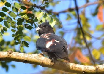 നാച്ചുറൽ ഹിസ്റ്ററി സൊസൈറ്റി  പക്ഷി സർവേ നടത്തി.